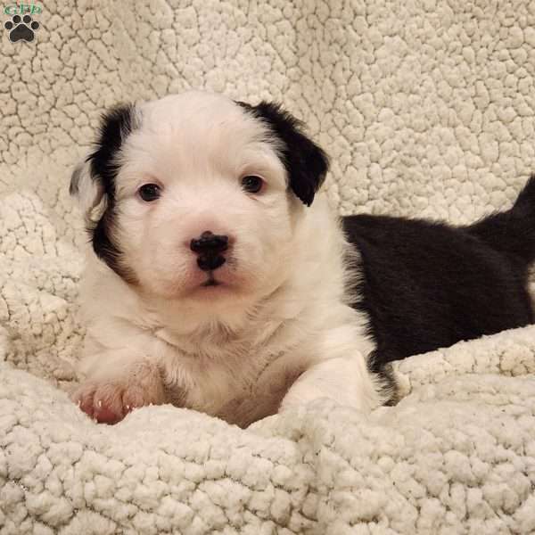 Harper, Australian Shepherd Puppy